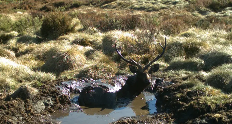 Why is Victoria continuing to protect feral deer?