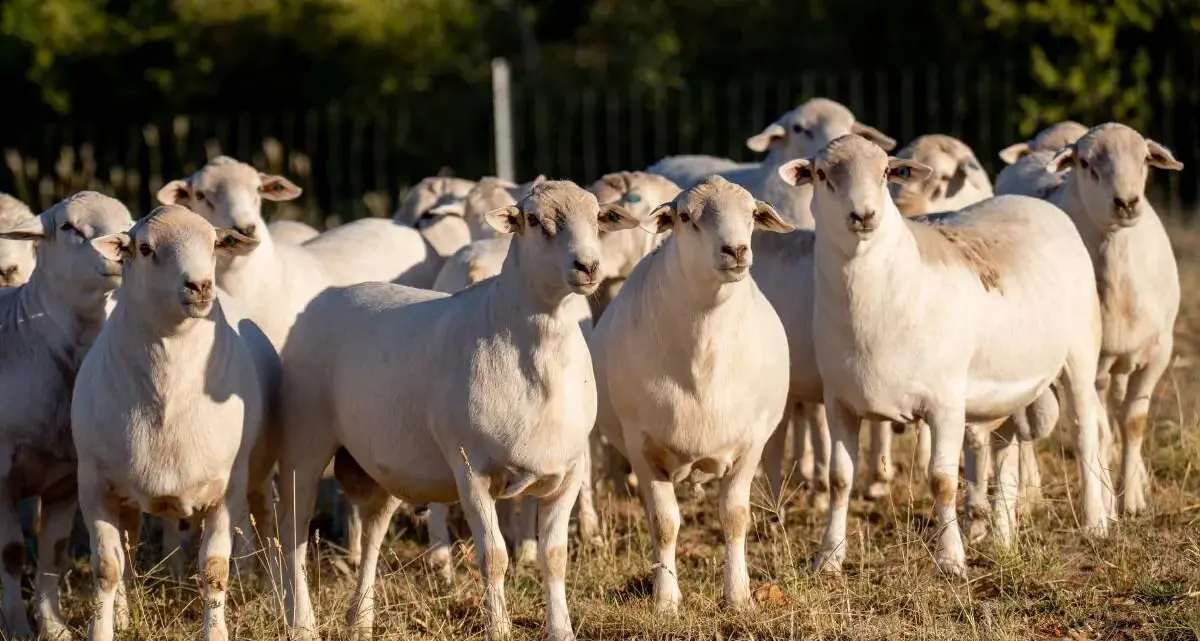 Sheep producers reap the benefits of smaller sale numbers
