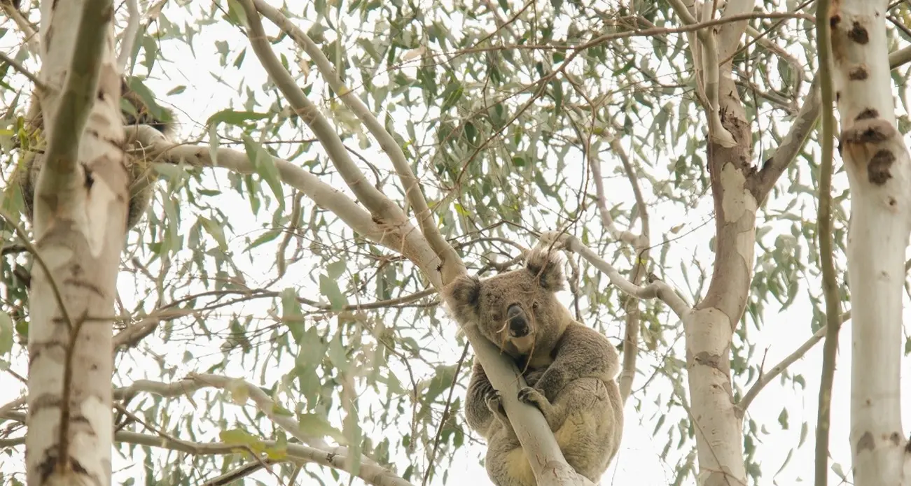 Narrandera’s koalas strengthen landmark NSW research