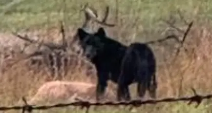 Valley kill zone for dingoes, wild dogs