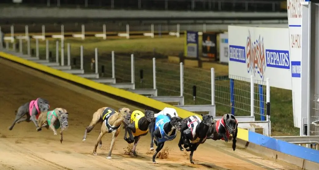 Wagga greyhounds saved